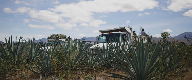 MEZCALUM: WHAT IS MEZCAL